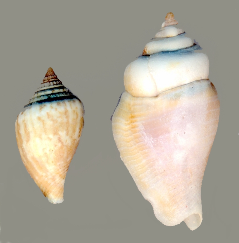 strombidae allochtones